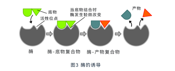 酶的誘導