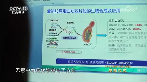 類人膠原蛋白項目