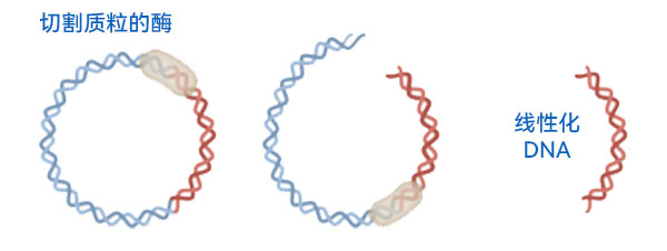 質粒DNA的線性化