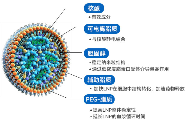 LNP結構