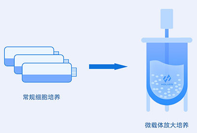 微載體培養過程