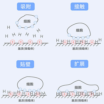 貼壁原理圖解